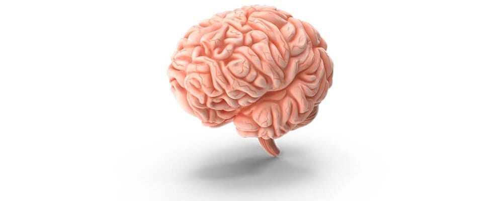 neurowebdesign-brain